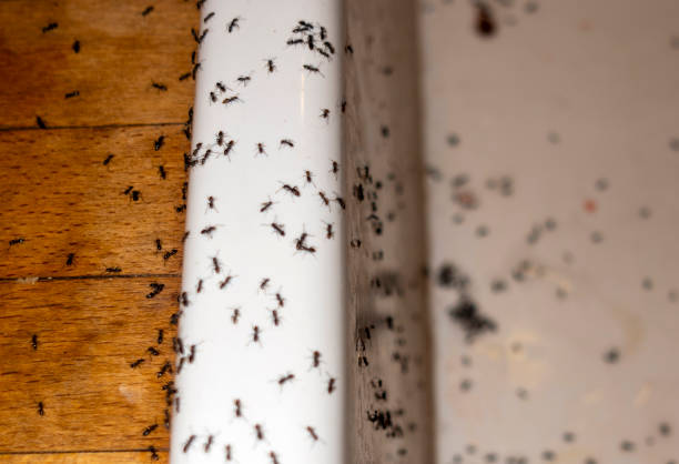 Best Wildlife Control Services  in Four Bridges, OH