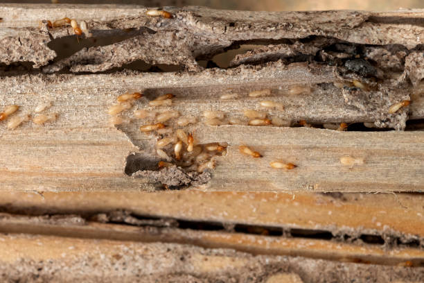 Best Pest Inspection Near Me  in Four Bridges, OH